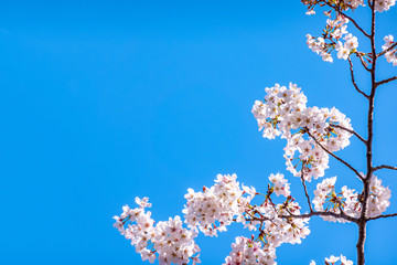 東京都 文京区 播磨坂さくら並木