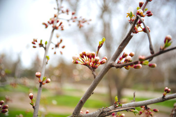 tree blooms