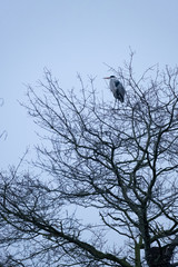 Ein Graureiher sitzt im Baum