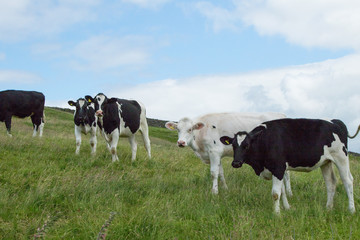 Naklejka na ściany i meble A Herd of Black and White ‘Holstein-Friesian’ Cattle Standing in a Farmers Field in Nidderdale,North Yorkshire,England.