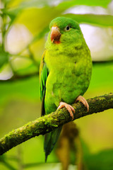 Orange-chinned parakeet (Brotogeris jugularis) sitting in a tree