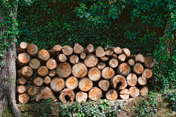 Le&ntilde;a del bosque preparada para la estufa este invierno