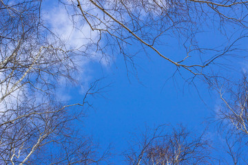 bare birch branches on a background of blue sky with clouds