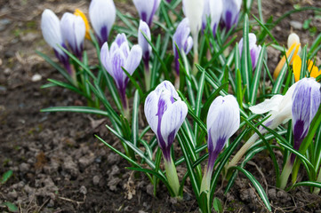 White and blue crocuses close-up.  The first tender spring flowers.