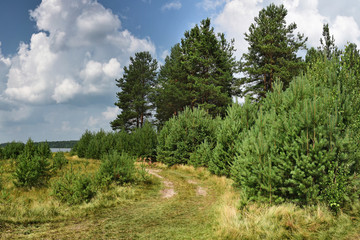 Fototapeta premium Sunny meadow in a pine forest, on a bright summer day, under a blue sky with clouds.