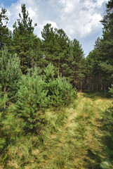 Fototapeta na wymiar Sunny meadow in a pine forest, on a bright summer day, under a blue sky with clouds.