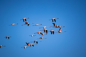 flock of flamingoes on blue sky