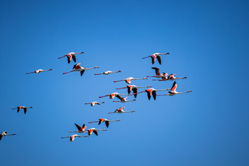 Naklejka na ściany i meble flock of flamingoes on blue sky