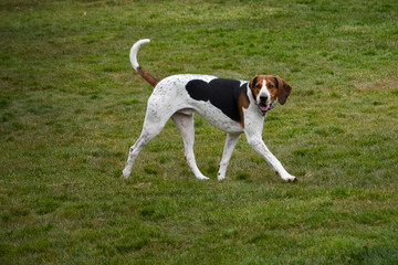 Naklejka na ściany i meble 2020-03-26 A HOUND DOG RUNNING IN A PARK ON MERCER ISLAND WASHINGTON