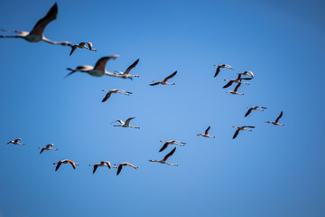 flock of flamingoes on blue sky