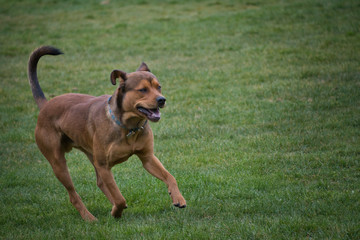 2020-03-26 A LABRADOR ROTTWEILER MIX DOG PLAYING IN THE PARK ON MERCER ISLAND WASHINGTON