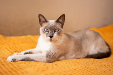 portrait of a cat on a sofa pet