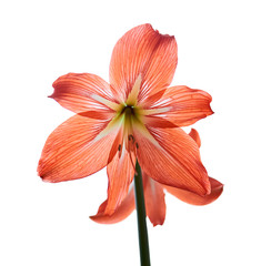 red amaryllis flowers on a stem isolated on a white background