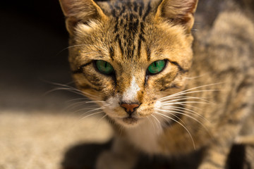Naklejka na ściany i meble A cat with green eyes. Portrait of the beast. The animal protects its territory. Predator's eyes.