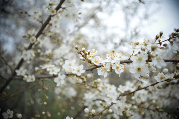 tree blooms