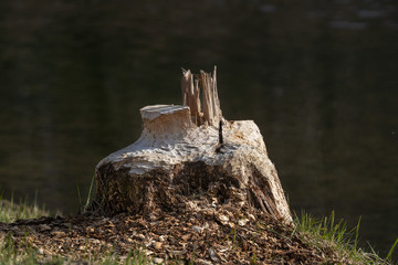 Von einem Biber angenagter Baumstumpf an der Donau 