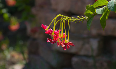 close up of pink combretum indicum flowers