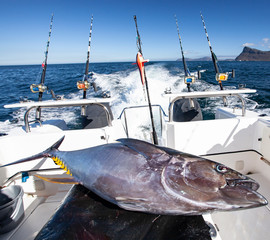 Yellowfin tuna aboard a fishing yacht after fishing in the sea.