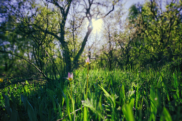Obraz na płótnie Canvas spring flowers in the meadow, tulips