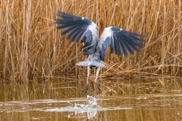 Ein Graureiher beim Start