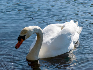 landscape with white swan on the lake