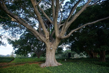 Bent tree