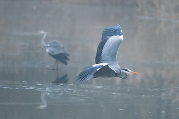 Ein Graureiher beim Flug im Nebel
