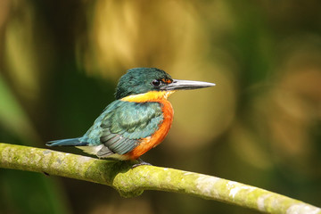 American pygmy kingfisher (Chloroceryle aenea) perched on a stick