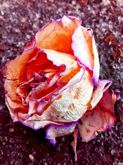 Isolated dry white rose blossom