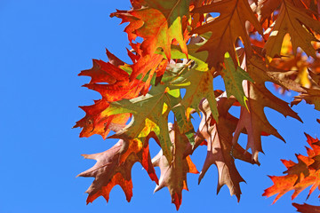 Autumn leaves against a blue sky	