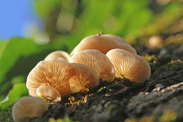 Fungus growing on a tree