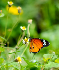 butterfly on flower