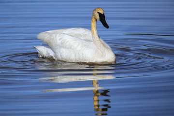 Trumpeter swan in Yellowstone National Park, Wyoming