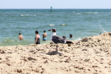 Goéland sur une plage