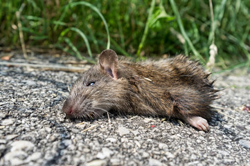 dead mouse