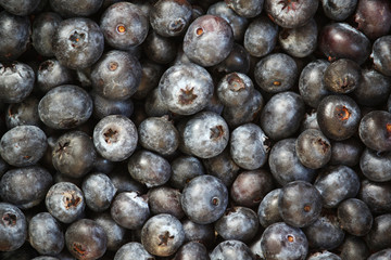 Background formed with ripe blueberry	