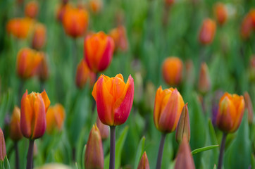 printemps tulipe