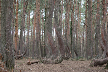 ARBOLES TORCIDOS POLONIA  © Maria