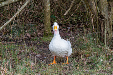 Isolated pekin duck standing on a river bank quacking