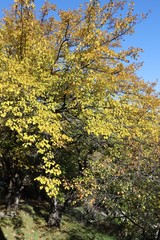 Fototapeta premium In autumn the leaves of the mulberry tree turned yellow