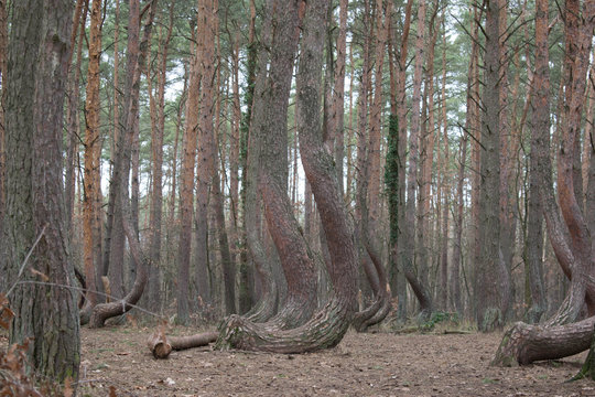 ARBOLES TORCIDOS POLONIA 