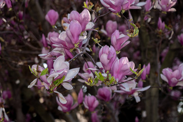 Magnolia