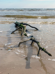 beautiful seascape with fallen trees on the coast