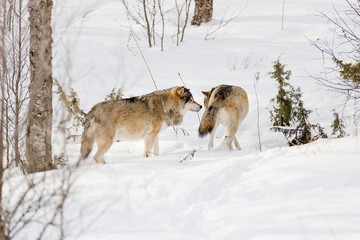 Fototapeta na wymiar Wolves standing amidst bare trees on snowy landscape
