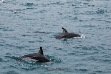 Fototapeta premium Dusky dolphins swimming off the coast of Kaikoura, New Zealand