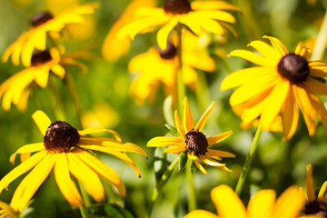 bright yellow black eyed Susans