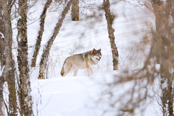 Fototapeta na wymiar Canis Lupus walking amidst bare trees on snow