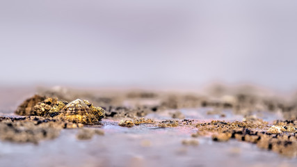 Limpet and barnacles on a rock at low tide against a beach and ocean background