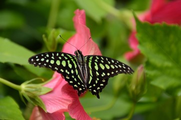 Tailed Jay (graphium agamemnon) butterfly perched on a plant