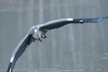 Ein Graureiher im Flug